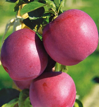 Apfel MIODAR Unterl. M26, 140-160 cm, Cont. 5 l