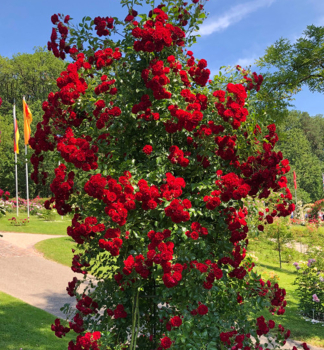 Kletterrose 'CRIMSON SILUETTA' * Kordes 2019, Cont. 2 l