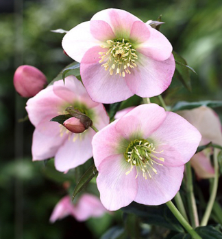Nieswurz PRETTY ELLEN PINK Cont. 0,5 l
