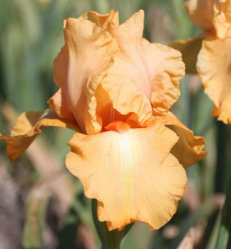 Hohe Bart-Schwertlilie 'ROBUSTO' Cont. 1 l