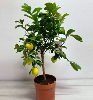 Zitronenbaum 'MEYER', Cont. 2 l