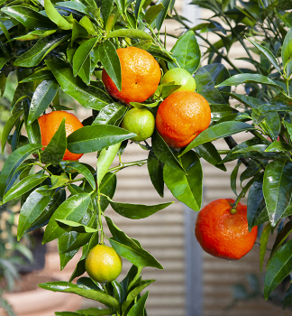 Mandarinenbaum LORETINA 20-30 cm, Cont. 2 l