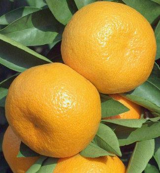 Mandarinenbaum PONKAN 30-40 cm, Cont. 2 l
