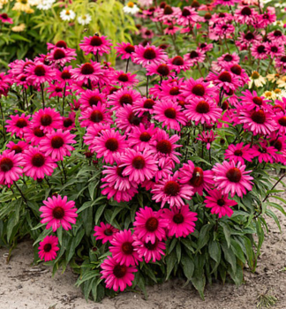 Sonnenhut (Echinacea) �SENSATION WILD ROMANCE� Cont. 0,5 l