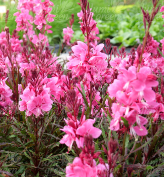 Prachtkerze �GRACEFUL PINK�� Cont. 2,5 l