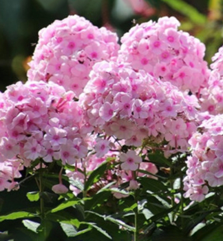 Flammenblume 'FLAME PRO PINK POP' Cont. 0,5 l