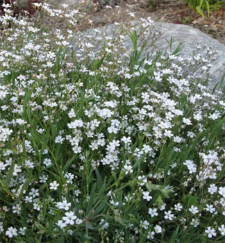 Kriechendes Schleierkraut �WHITE� Cont. 0,5 l