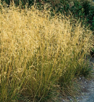 Rasen-Schmiele 'BRONZESCHLEIER' 20-30 cm, Cont. 2 l