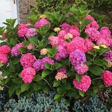 Bauern-Hortensie GLOWING EMBERS 10-15 cm, Cont. 1,4 l
