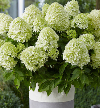 Rispenhortensie LITTLE SPOOKY 10-15 cm, Cont. 4 l