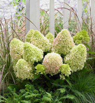 Rispenhortensie LITTLE FRESCO 20-30 cm, Cont. 4 l