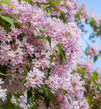 Perlmuttstrauch (Kolkwitzie) 15-20 cm, Cont. 1,4 l