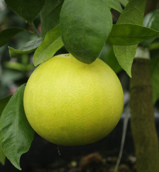 Pampelmuse DUNCAN VARIEGATA 30-40 cm, Cont. 2 l
