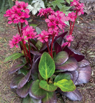 Bergenie EARLY BRILLIANCE MAGENTA Cont. 0,5 l