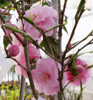 Obr�zok (8)