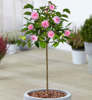 Japanische Kamelie 'SPRING FESTIVAL' auf Stamm 90 cm, Cont. 5 l