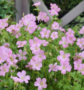 Storchschnabel WARGRAVE PINK Cont. 0,5 l