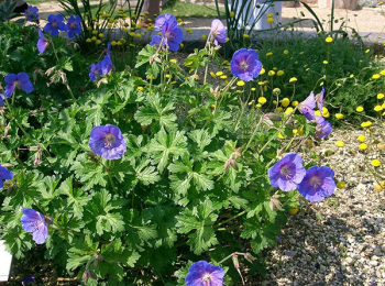 Obrzok (3)