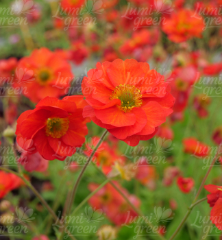 Obr�zok (10)