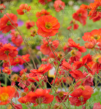 Obr�zok (11)