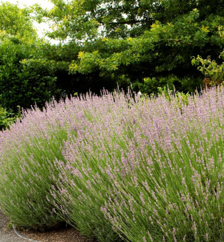 Lavendel 'PROVENCE' Cont. 0,5 l