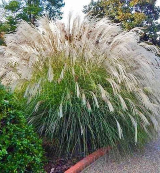 Chinaschilf 'GROSSE FONTNE' Cont. 0,5 l