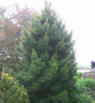 Zirbelkiefer �COMPACTA GLAUCA� 40-50 cm, Cont. 7,5 l