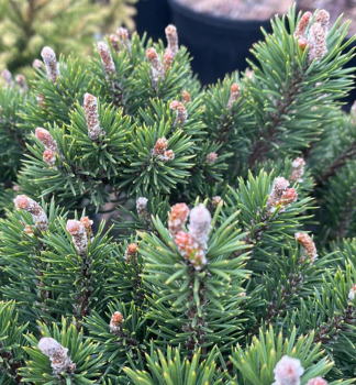 Hakenkiefer �SILVER CANDLES� 30-40 cm, Cont. 7,5 l