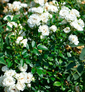 Bodendeckerrose WHITE FAIRY, 15-20 cm, Cont. 1,5 l