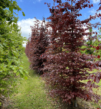 Rotbuche 'ATROPURPUREA' 100-120 cm, Cont. 7,5 l