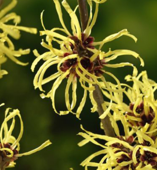 Zaubernuss 'SUNBURST' 20-30 cm, Cont. 2 l