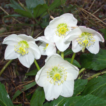 Obrzok (5)