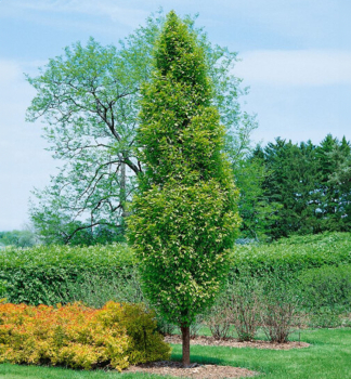 Hainbuche LUCAS 110-120 cm, Cont. 2 l