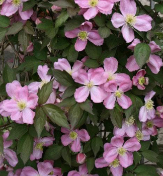 Berg-Waldrebe TETRAROSE 40-50 cm, Cont. 2 l
