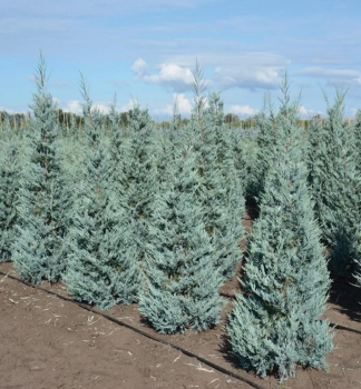 Arizona-Zypresse GLAUCA 40-50 cm, kont. 2,5 l
