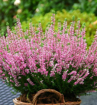 Winterheide �PINK�, Cont. 0,5 l