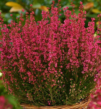 Winterheide �RED�, Cont. 0,5 l