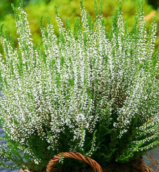 Winterheide WHITE�, Cont. 0,5 l