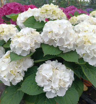 Bauern-Hortensie WUDU 20-30 cm, Cont. 2,5 l