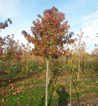 Amberbaum AUTUMN COLOR GLOBE 130-150 cm, Cont. 7 l