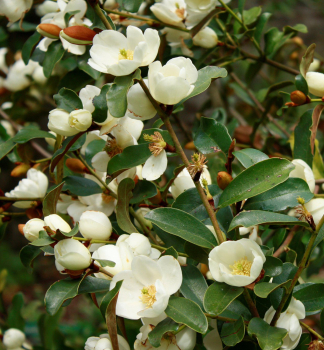 Immergrne Magnolie GAILS FAVOURITE auf Stamm 50 cm, Cont. 3 l