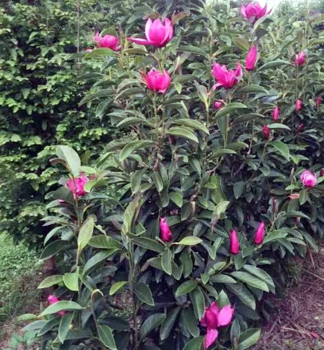 Magnolie �PINK PYRAMID�� 30-40 cm, Cont. 3 l