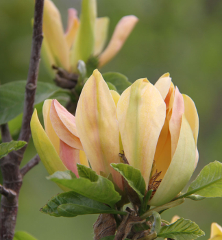 Magnolie SUNSPIRE 120-130 cm, Cont. 7 l
