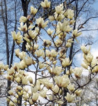 Magnolie ELIZABETH 120-130 cm, Cont. 7,5 l