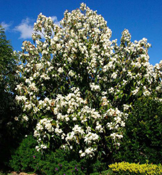 Immergrne Magnolie 40-50 cm, Cont. 5 l