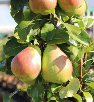 S�ulenbirne �OBELISK�� Unterlage Quitte, wurzelnackt