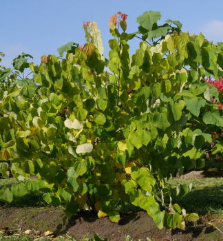 Kanadischer Judasbaum 60-70 cm, Cont. 3 l