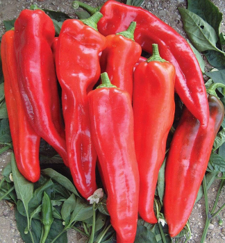 Paprika GIMBOTOP, Cont. 0,5 l