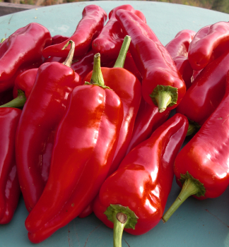 Paprika �CAPRICORN F1� Packung mit 6 Pflanzen