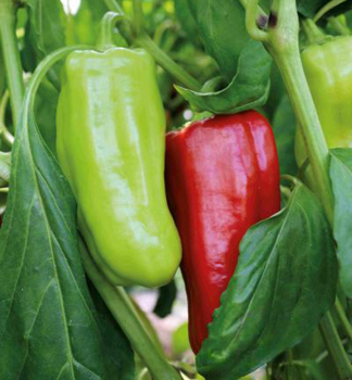 Paprika �GOCCIA D�ORO� Packung mit 6 Pflanzen